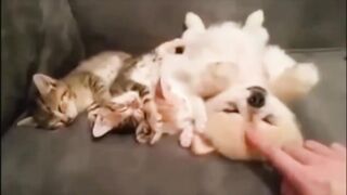 A friendly kitten and small dog