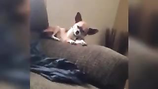 dog that fell