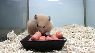 Hamster stuffing a carrot into its mouth