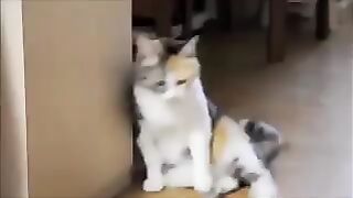 goofy cat