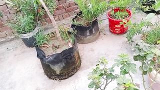 بے موسمی پھل دیکھیں