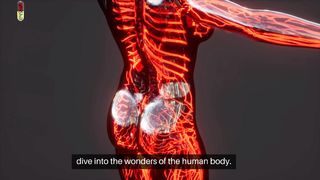 The Pioneering Pulse:  Uncovering the Wonders of the Circulatory System