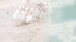 Comedy hen child fight
