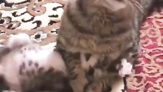 cute cat behavior 5