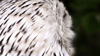 Amazing character of an Eagle
