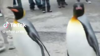 Hungry birds