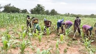Brand new version of cultivation  | UGANDA