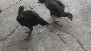 Animal lovers
