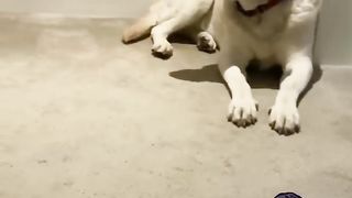 Funny dog screaming 2
