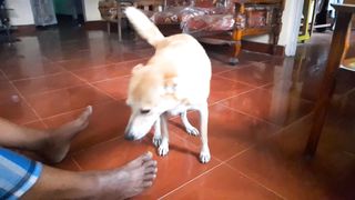 "Meet Nikini, the Adorable Hopper-Loving Dog from Next Door! ????????️"