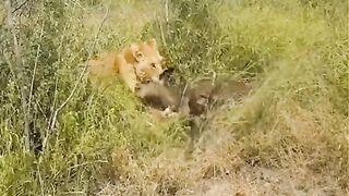 See what happened when lion attack