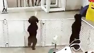 dog that makes a fuss to be let out