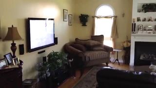 Dogs in motion