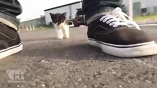 Kitten that followed me