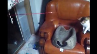 Cat fishing for a mate with a fishing rod