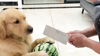 She love dog like hir kids
