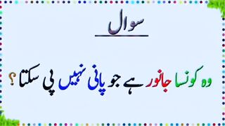 Riddle Question Answer in Urdu/Hindi  General knowledge  |Riddle fun facts | Today quiz