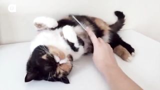 Cats that feel good when brushed.