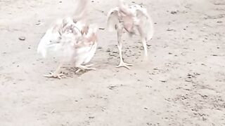 Animal hen child fighting hahaha