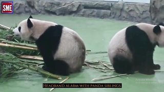 Headbutt blast at pandas At first everything seems very relaxed