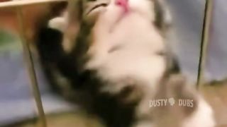 funny video 311