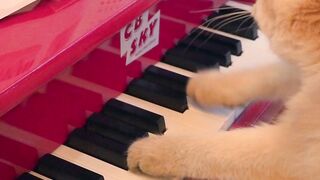Quite Cat Movements