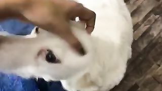 dog lover❤️