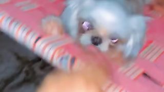 shihzu dog play