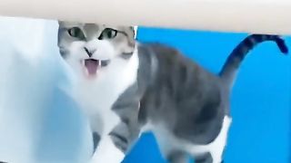 video lucu kucing ????