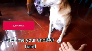 Title: "Clever Pet Dog Shakes Hands on Command! ????????"
