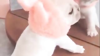 funny papy and cat