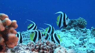 Fish of the sea