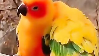 Lovebirds Loving