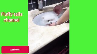 Title: "Adorable Puppies Playing and Being Cute! ????"