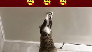 Super cat make a light