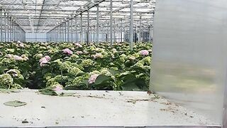 Hollanda Çiçek Bahçesi