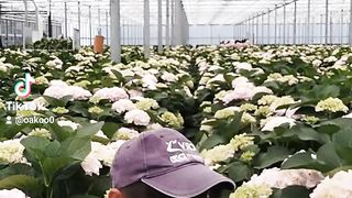 How do I work picking flowers in the Netherlands????