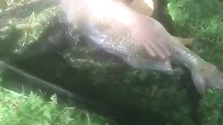 This is fishing in Isde, what do you think, what kind of fish is it big?