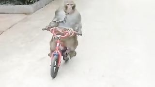 Funny Monkey Ride Bicycle