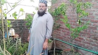 پودوں میں دیسی کھاد ڈالنے کا طریقہ