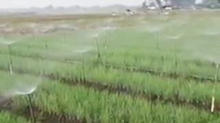 Tutorial How to water plants