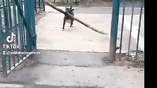 Dia a dia da vida animal