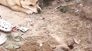 The dog ak helper