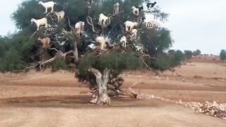 The goats are climbing the tree, the glory of Allah