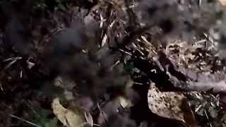 Animal lovers