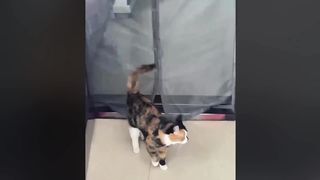 Funny Cats Videos Compilation 2023