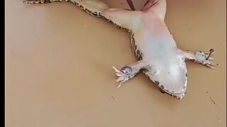 Dissection of frog