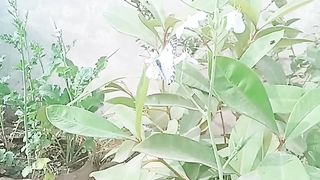 Nature 117