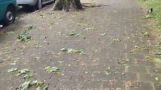 Dutch windbreak trees