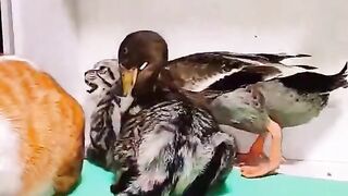 Duck and cat fight